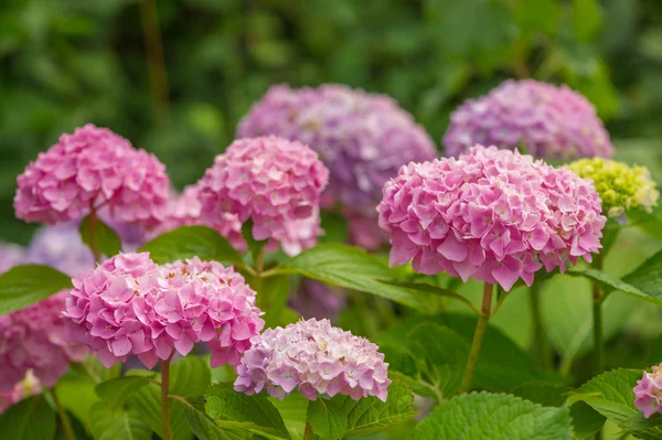 सुंदर गुलाबी हाइड्रेंजिया फूल गार्डर में बढ़ते — स्टॉक फ़ोटो, इमेज