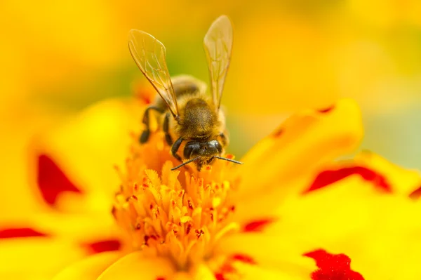 Kadife çiçeği (tagetes) çiçek pollinating arı — Stok fotoğraf