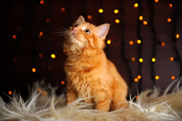 Cute Fluffy Red Kitten — Stock Photo, Image