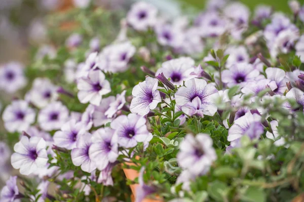 Paarse en witte Petunia bloemen — Stockfoto