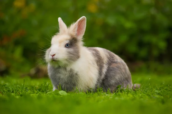 Yeşil çimenlerin üzerinde şirin tüylü tavşan — Stok fotoğraf