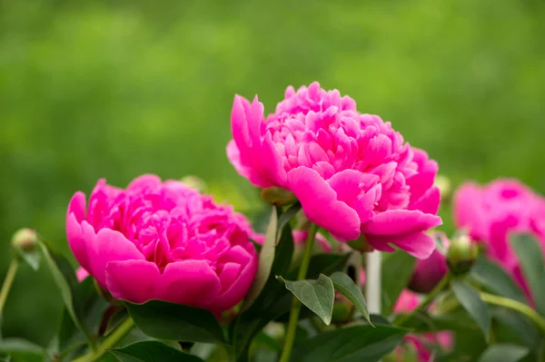 Kwitnący krzew różowa piwonia — Zdjęcie stockowe
