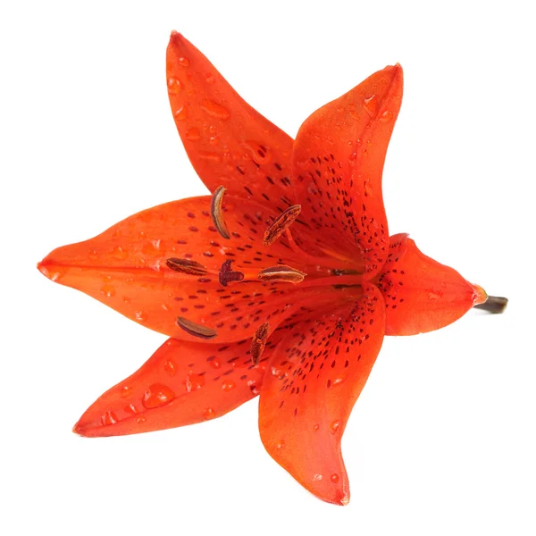 Tiger Lily Isolated on White Background — Stock Photo, Image