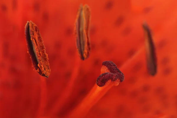 Lily Stamens and Pistil Macro — Stock Photo, Image