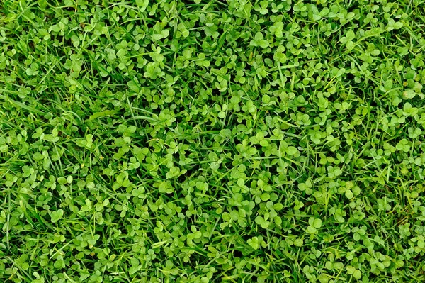 Zöld fű és lóhere levelek háttér — Stock Fotó