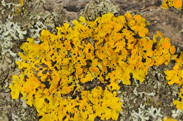 Escudo Dorado Lichen Primer plano en la corteza del árbol —  Fotos de Stock