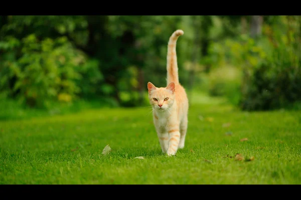 Chat marchant sur l'herbe verte (Format boîte aux lettres ) — Photo