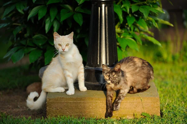 İki kedi açık havada — Stok fotoğraf