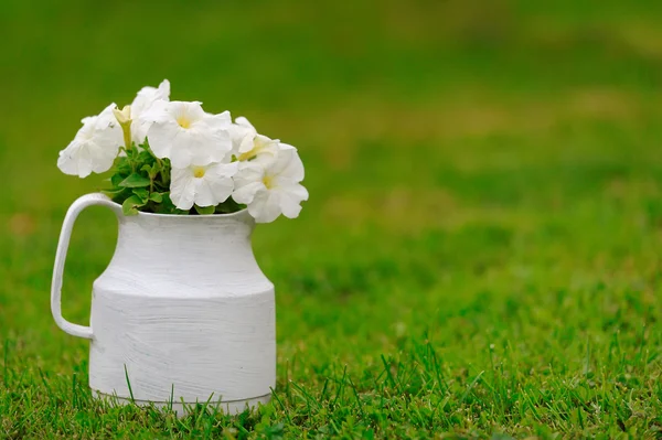 Pot with White Petunia Flowers on Green Grass — Stock Photo, Image