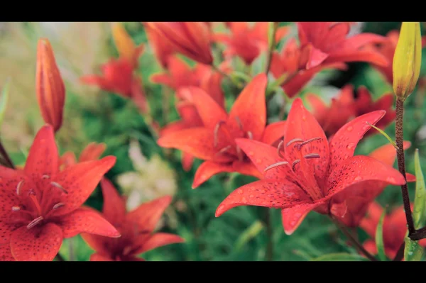 타이거 백합 꽃 정원 (레터 박스 형식에에서 침대에) — 스톡 사진