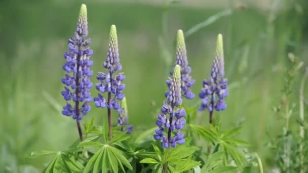 Lupine Flowers balanceándose en el viento — Vídeos de Stock