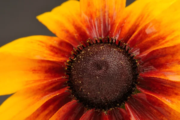 Rudbeckia (hoornbloem) Close-Up — Stockfoto