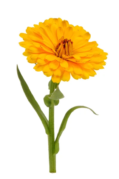 Calendula Officinalis giallo (calendula di vaso) fiore isolato su sfondo bianco — Foto Stock