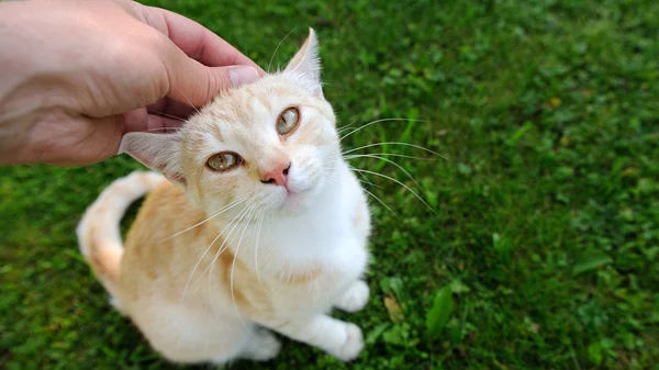 Mano acariciando a un gato (relación de aspecto 16: 9 ) — Foto de Stock