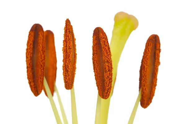 Lily Stamens and Pistil Macro on White Background — Stock Photo, Image