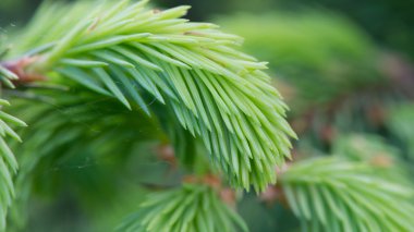 Yeni yeşil çam dalları (16:9 en boy oranı)