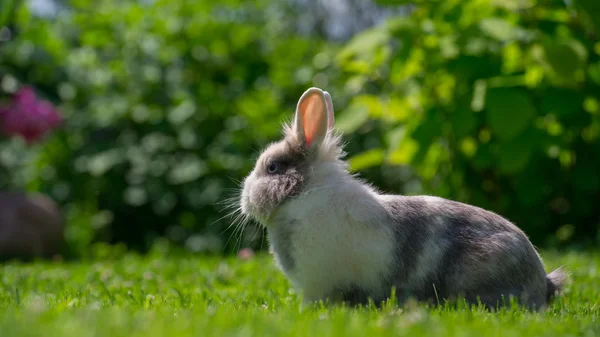 夏 (16:9 のアスペクト比で屋外かわいいふわふわウサギ) — ストック写真