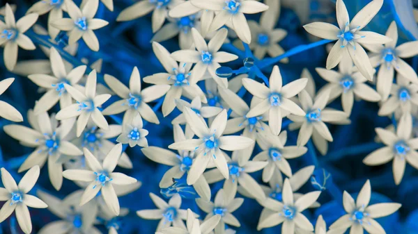 Flores brancas do ornitogalum (lírio da grama) com folhas azuis (relação do aspecto 16: 9 ) — Fotografia de Stock