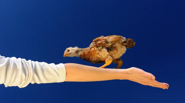 Akrobat-Huhn geht auf gespreiztem Arm (Seitenverhältnis 16: 9)) — Stockfoto