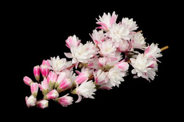 Siyah arka plan üzerine bulanık Deutzia çiçek