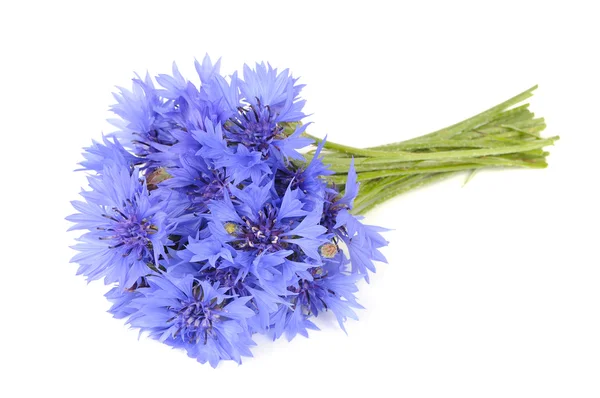 Bouquet di fiordaliso isolato su sfondo bianco — Foto Stock