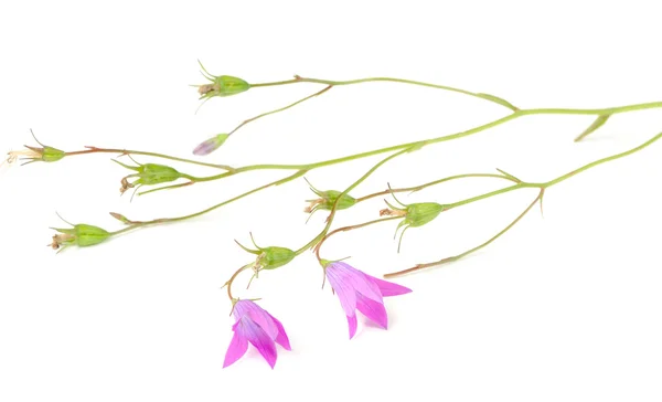 흰색 바탕에 harebell (초 롱 꽃 속 주걱) — 스톡 사진