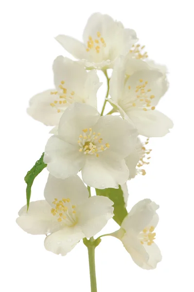 Graue Scheinorange (philadelphus pubescens) Blüten isoliert auf weißem Hintergrund — Stockfoto