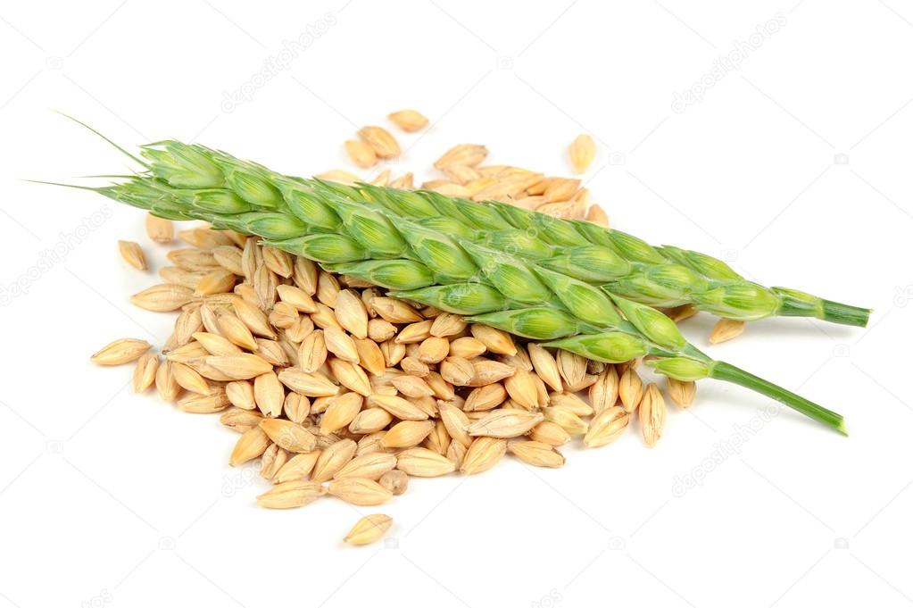 Pile of Barley Grains and Ears Isolated on White Background