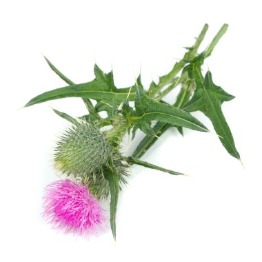 Çiçekli beyaz arka plan üzerinde izole Milk Thistle (Silybum Marianum)
