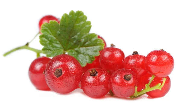 Beyaz arka plan üzerinde izole redcurrants — Stok fotoğraf