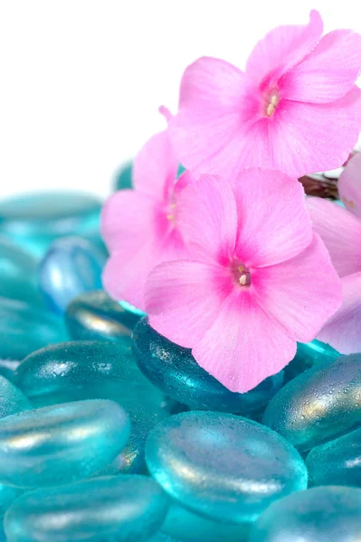 Phlox ροζ λουλούδια με πέτρες Close-Up μπλε γυαλί — Φωτογραφία Αρχείου