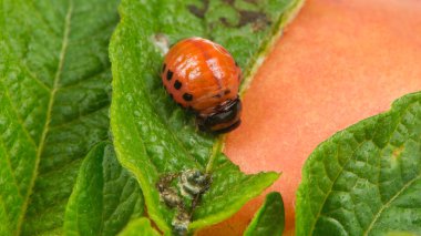 Colorado Potato Beetle Larva Eating Potato Leaf clipart