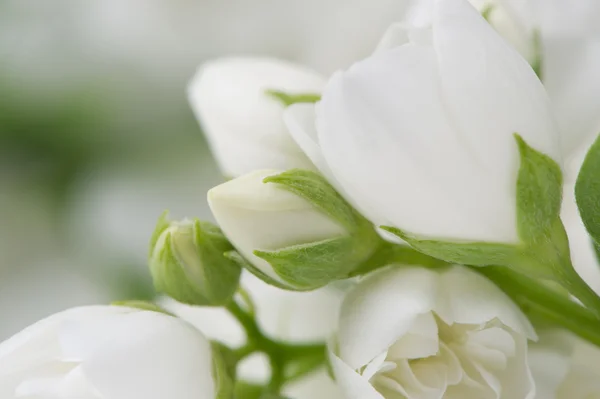 Belles fleurs de jasmin blanc Macro — Photo