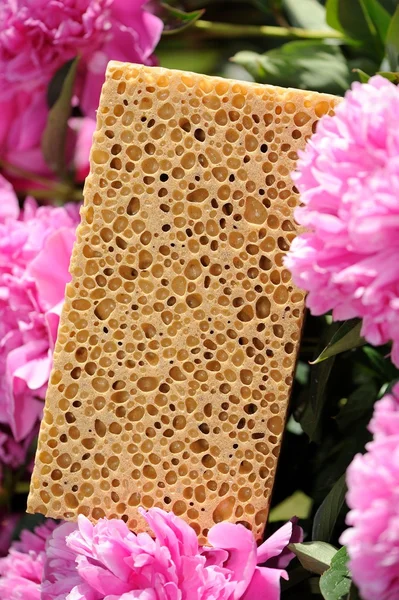 Poröser Schwamm und rosa Pfingstrosenblüten — Stockfoto