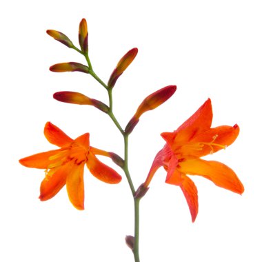 Arizona (Montbretia) çiçek beyaz arka plan üzerinde