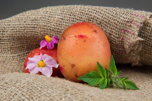 New Organic Potatoes with Leaves and Flowers on Sackcloth — Stock Photo, Image