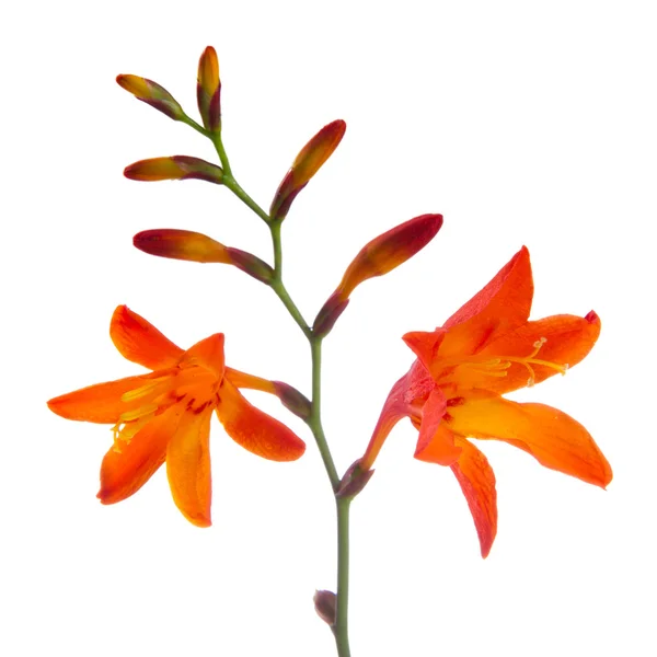 Crocosmia (Montbretia) virágok fehér háttér — Stock Fotó