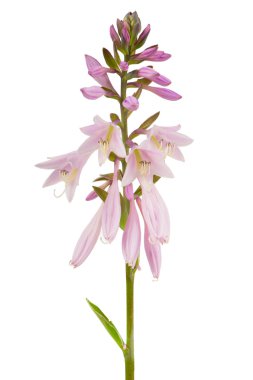 Hosta (Funkia veya muz Lily) çiçek Spike beyaz arka plan üzerinde