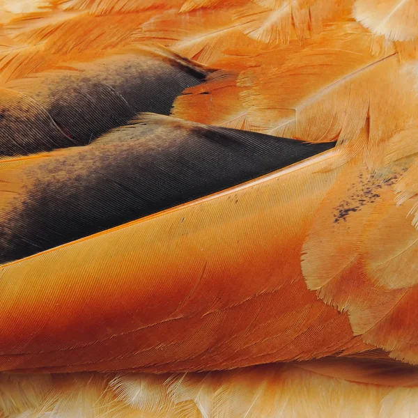 Bird Feathers Close-Up — Stock Photo, Image