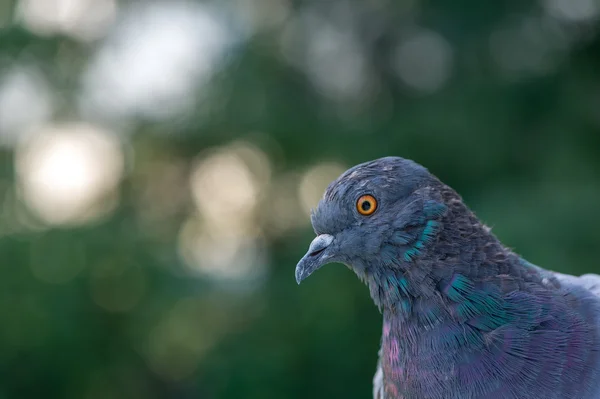 Rock Pigeon Close-Up — Stockfoto