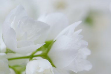 Romantik beyaz Yasemin çiçekleri