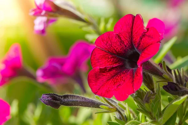 Luminoso rosa Petunia Fiori Primo Piano — Foto Stock