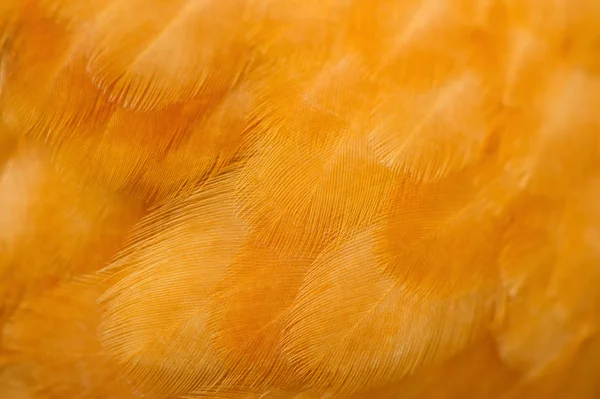 Piume d'uccello Macro — Foto Stock