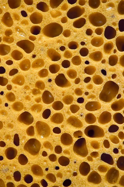 Porézní houba makro textura — Stock fotografie