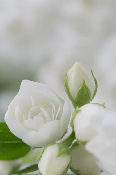 Elegantes flores de jazmín blanco — Foto de Stock