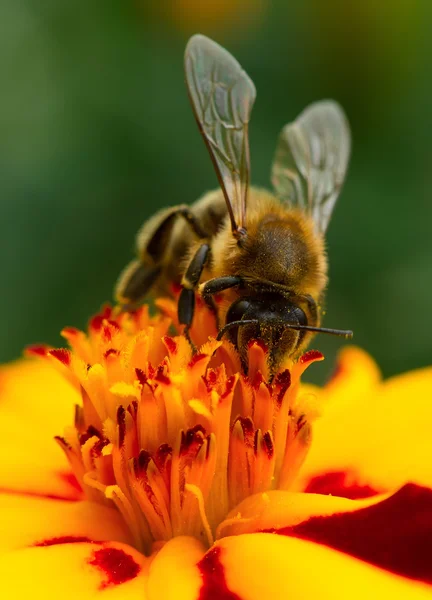 Gros plan sur la pollinisation des fleurs de souci par les abeilles — Photo