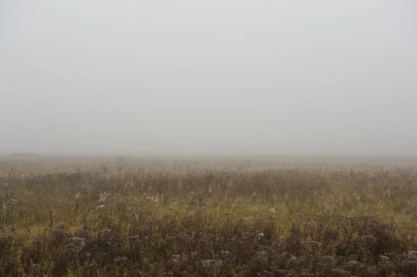 Nebbia spessa in autunno mattina — Foto Stock