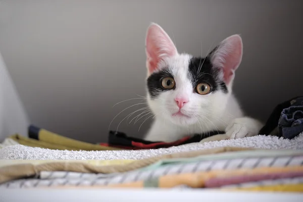 Kitten in Wardrobe — Stock Photo, Image