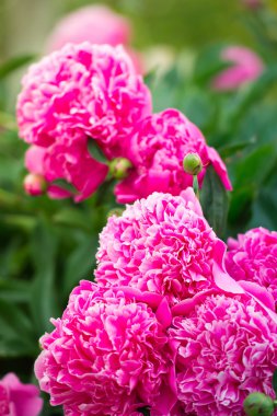 Bahçedeki güzel pembe şakayık çiçekleri