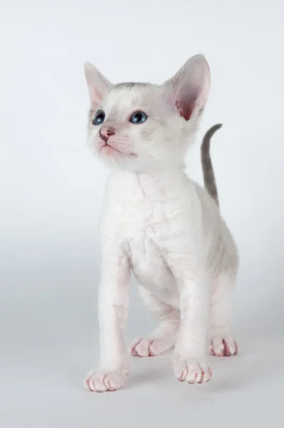 Ładny mały kotek cornish rex — Zdjęcie stockowe